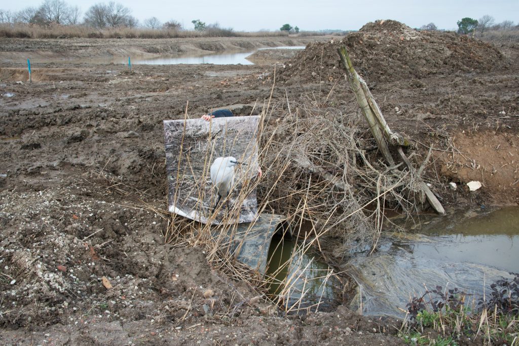 Aurore Valade · L'envol en chantier aigrette2