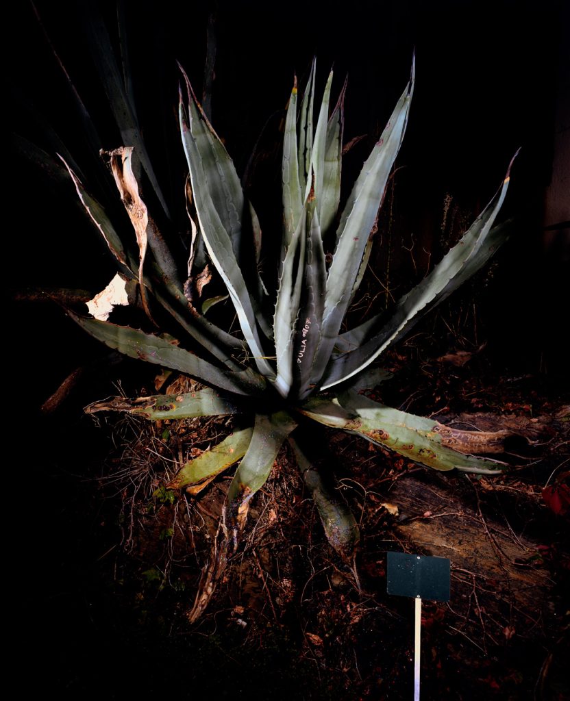 Sempervivum decorum · Cactus · Aurore Valade Sempervivum decorum · Cactus · Aurore Valade