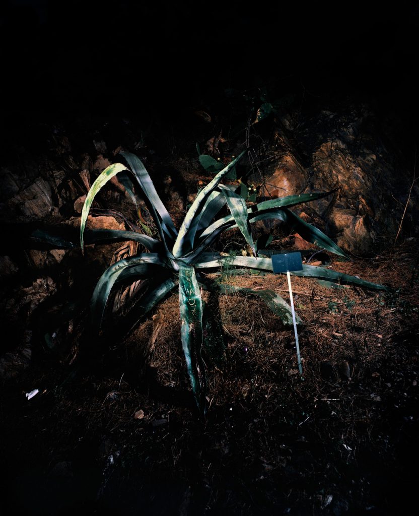 Sempervivum decorum · Cactus · Aurore Valade Sempervivum decorum · Cactus · Aurore Valade