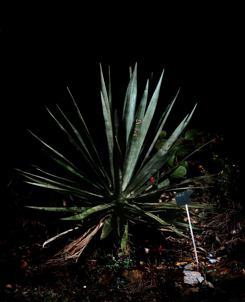 Sempervivum decorum · Cactus · Aurore Valade Sempervivum decorum · Cactus · Aurore Valade