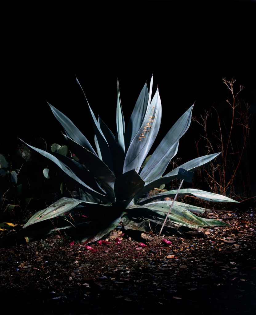 Sempervivum decorum · Cactus · Aurore Valade Sempervivum decorum · Cactus · Aurore Valade