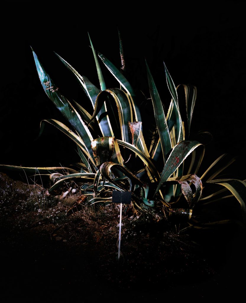 Sempervivum decorum · Cactus · Aurore Valade cactus7